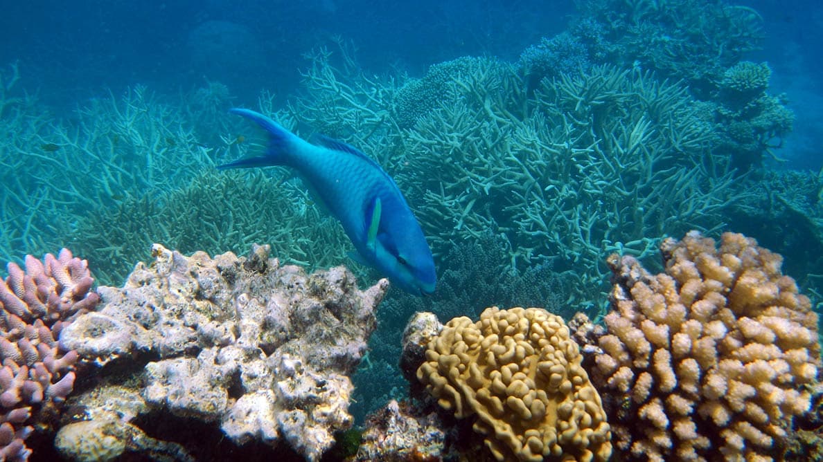 australia